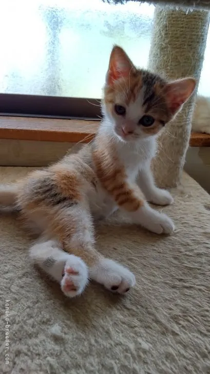 ID:2106-02129の子猫