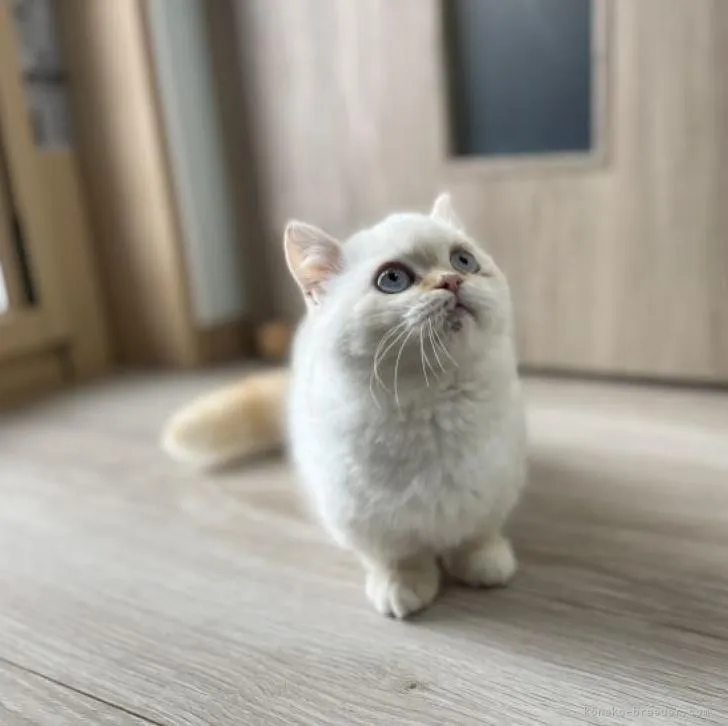 ID:2210-02759の子猫