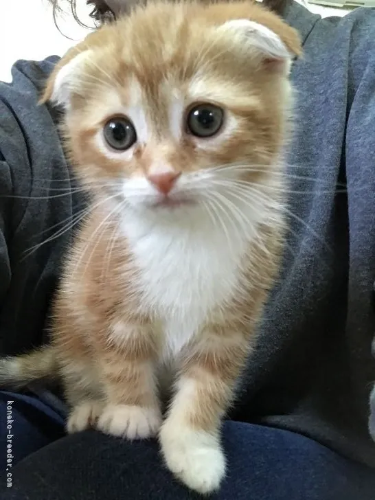ID:2202-00312の子猫