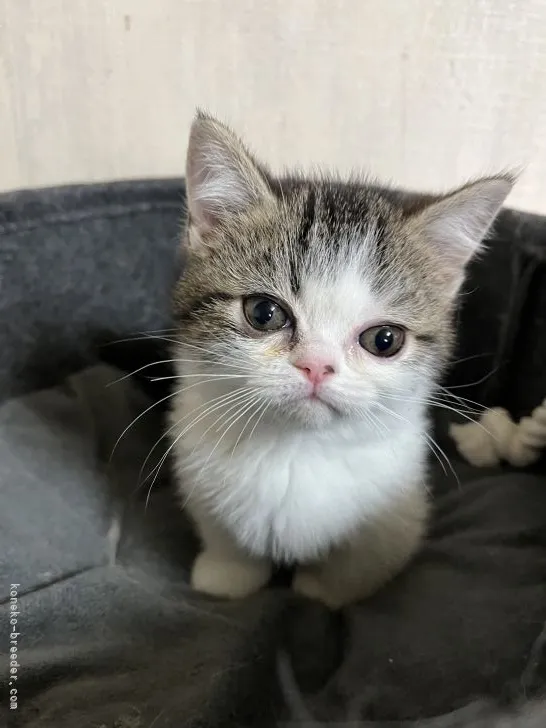 ID：2203-00197の子猫
