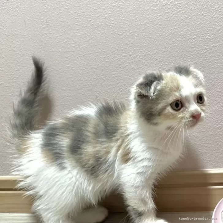 ID:2408-00007の子猫