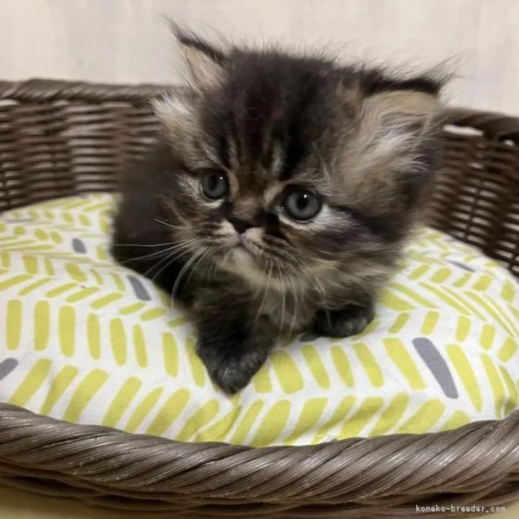 ID：2206-00321の子猫