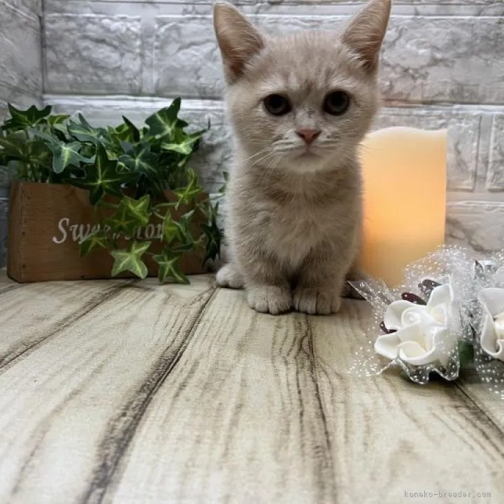 ID:2205-00619の子猫