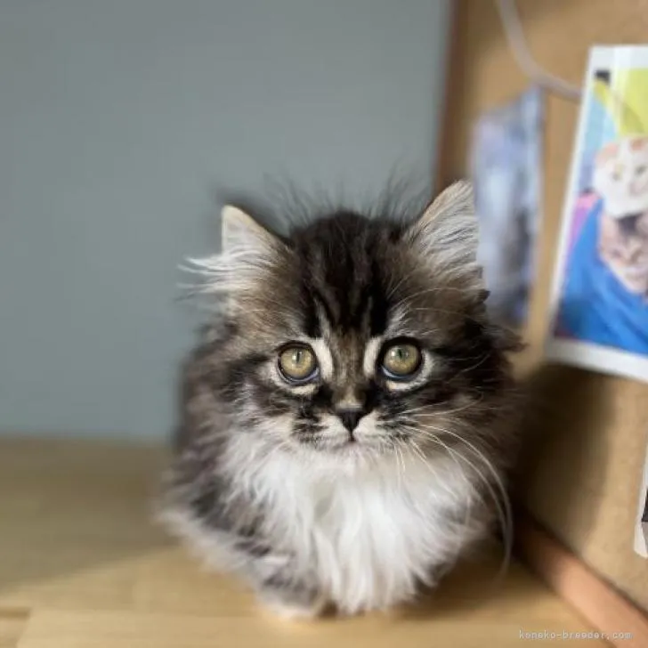 ID:2211-01883の子猫