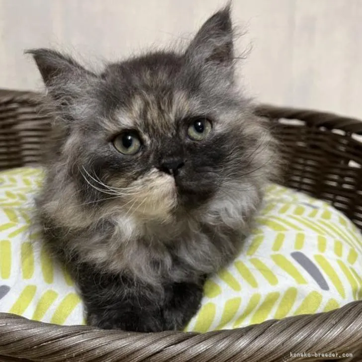 ID:2205-00621の子猫