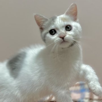 ミヌエット【群馬県・女の子・2024年4月19日・ダイリュートキャリコ（短毛）】の写真「優しいお顔のまる顔ちゃん⭐︎」