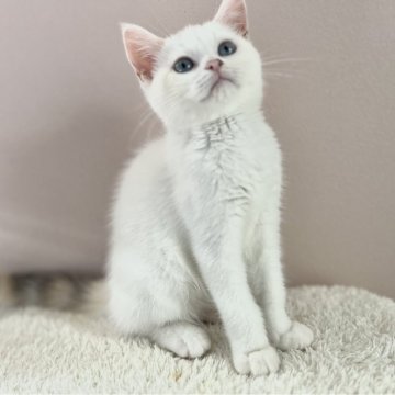 ミヌエット【群馬県・女の子・2024年4月19日・ダイリュートキャリコ（短毛）】の写真「ゴロゴロすりすり甘えん坊さんです⭐︎」