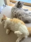 ミヌエット(長足)【群馬県・女の子・2024年3月19日・ブルークリーム】の写真4「姉妹でお昼寝準備⭐︎」