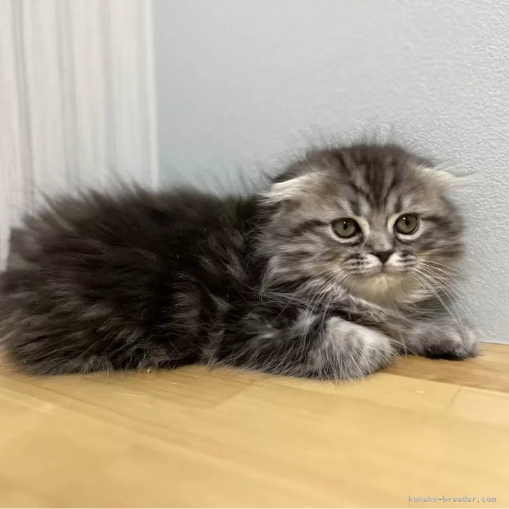 ID：2411-02468の子猫