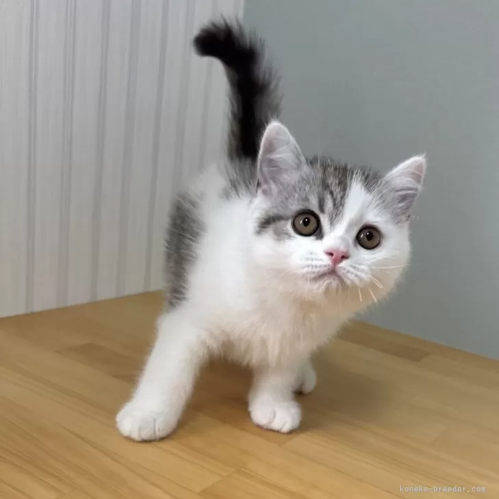 ミヌエット(長足)【群馬県・男の子・2025年4月6日・シルバータビー&amp;ホワイト】の写真1「日に日に可愛くなっています🩶」