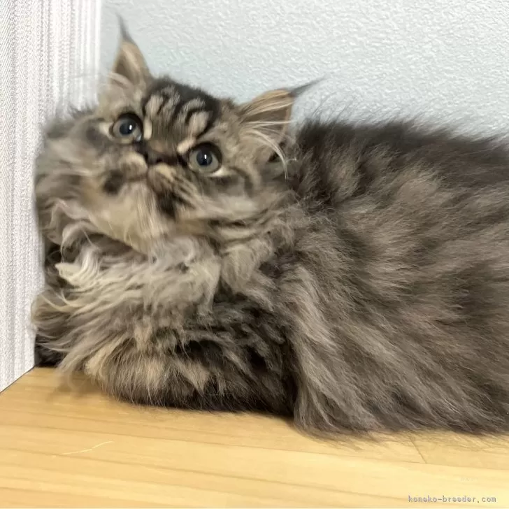 ID：2412-01531の子猫