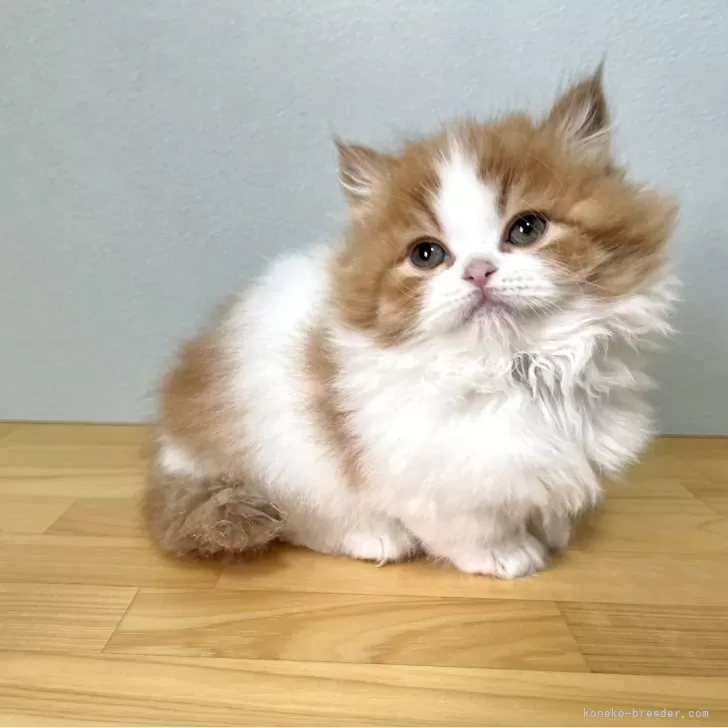 ID：2412-01529の子猫