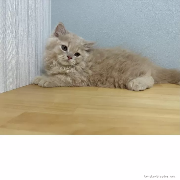ID：2505-01537の子猫