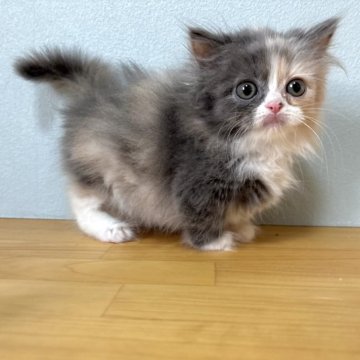 ミヌエット(短足)【群馬県・女の子・2025年10月6日・三毛】の写真「淡いカラーの三毛ちゃん❤️」