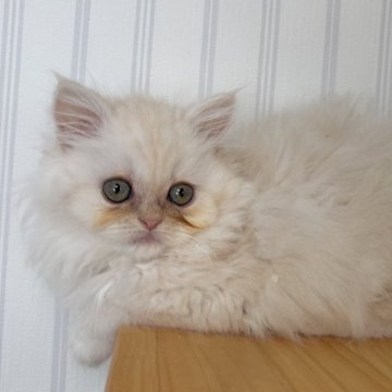 ミヌエット(長足)【群馬県・女の子・2025年10月6日・クリームタビー】の写真「淡いカラーの美人さん🩷」