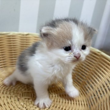 ミヌエット(長足)【群馬県・女の子・2026年4月11日・ダイリュートキャリコ】の写真「淡いカラーのミケちゃんです🧡」