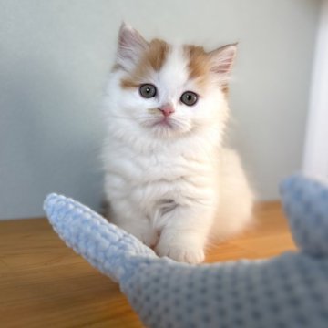 ミヌエット(短足)【群馬県・男の子・2025年9月8日・レッドタビー&ホワイト】の写真「丸顔の可愛いむちむちミヌエット君🩵」