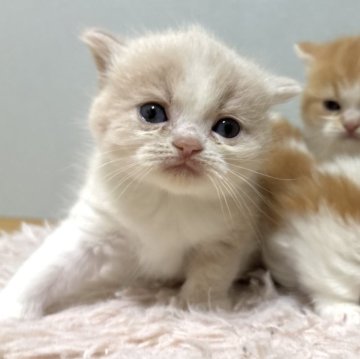 ミヌエット(長足)【群馬県・女の子・2025年11月8日・クリーム&ホワイト】の写真「淡いクリームの女の子🤍」