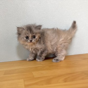 ミヌエット(長足)【群馬県・女の子・2025年10月6日・ブルークリーム】の写真「優しいお顔のふわふわちゃん💜」