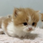 ミヌエット(短足)