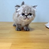 ミヌエット(長足)