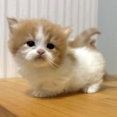 ミヌエット(短足)