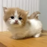 ミヌエット(短足)