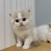 ミヌエット(長足)