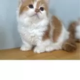 ミヌエット(短足)