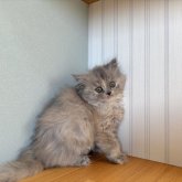 ミヌエット(長足)