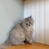 ミヌエット(長足)