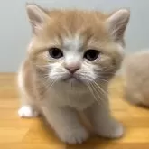 ミヌエット(長足)