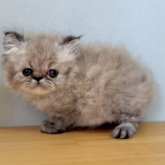 ミヌエット(長足)