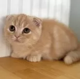 マンチカン(短足)