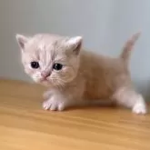 ミヌエット(長足)