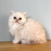 ミヌエット(長足)