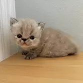 ミヌエット(長足)
