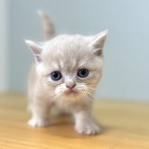 ミヌエット(長足)