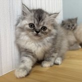 ミヌエット(長足)