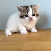 ミヌエット(長足)