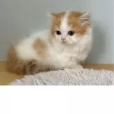 ミヌエット(短足)