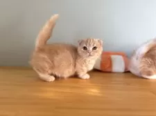 マンチカン(短足)【群馬県・女の子・2025年8月25日・レッドタビー】の写真3