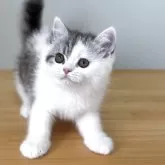 ミヌエット(長足)【群馬県・男の子・2025年4月6日・シルバータビー&ホワイト】の写真4