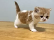 ミヌエット(長足)【群馬県・男の子・2025年11月8日・レッドタビー&ホワイト】の写真4