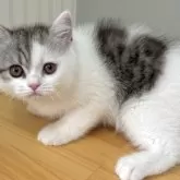 ミヌエット(長足)【群馬県・男の子・2025年4月6日・シルバータビー&ホワイト】の写真5