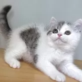 ミヌエット(長足)【群馬県・男の子・2025年4月6日・シルバータビー&ホワイト】の写真6