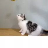 ミヌエット(長足)【群馬県・男の子・2025年4月6日・シルバータビー&ホワイト】の写真7