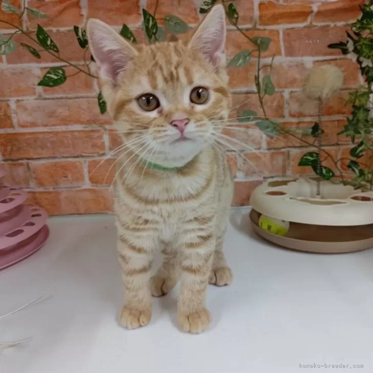 ID：2405-03574の子猫