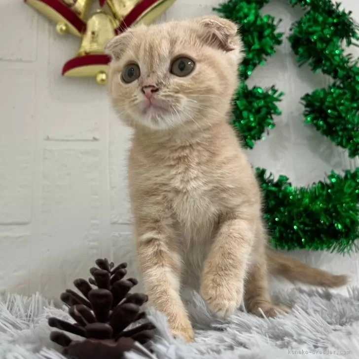 ID:2310-02382の子猫