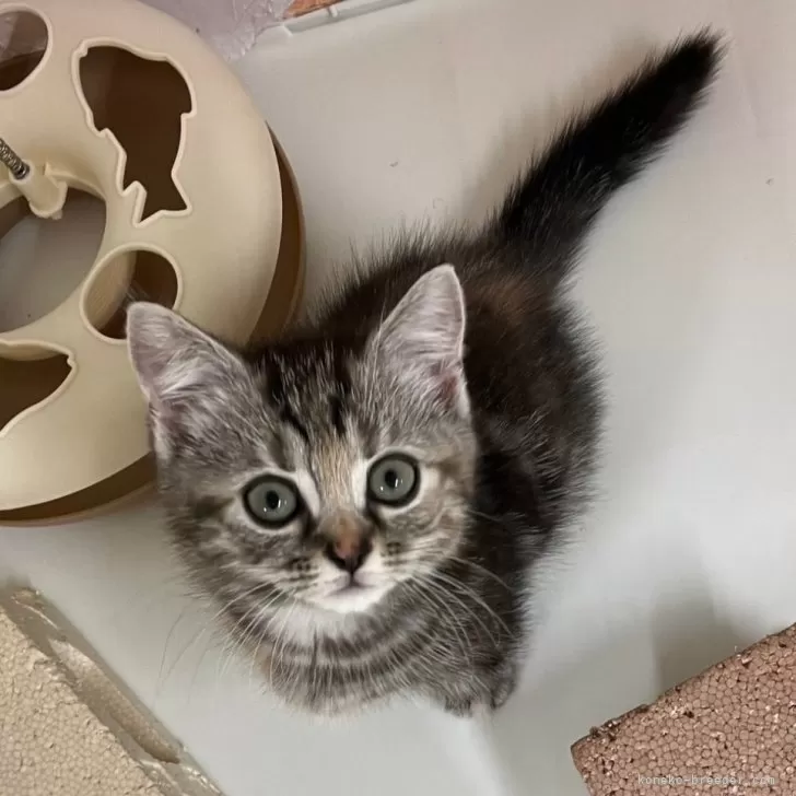 ID：2403-01888の子猫